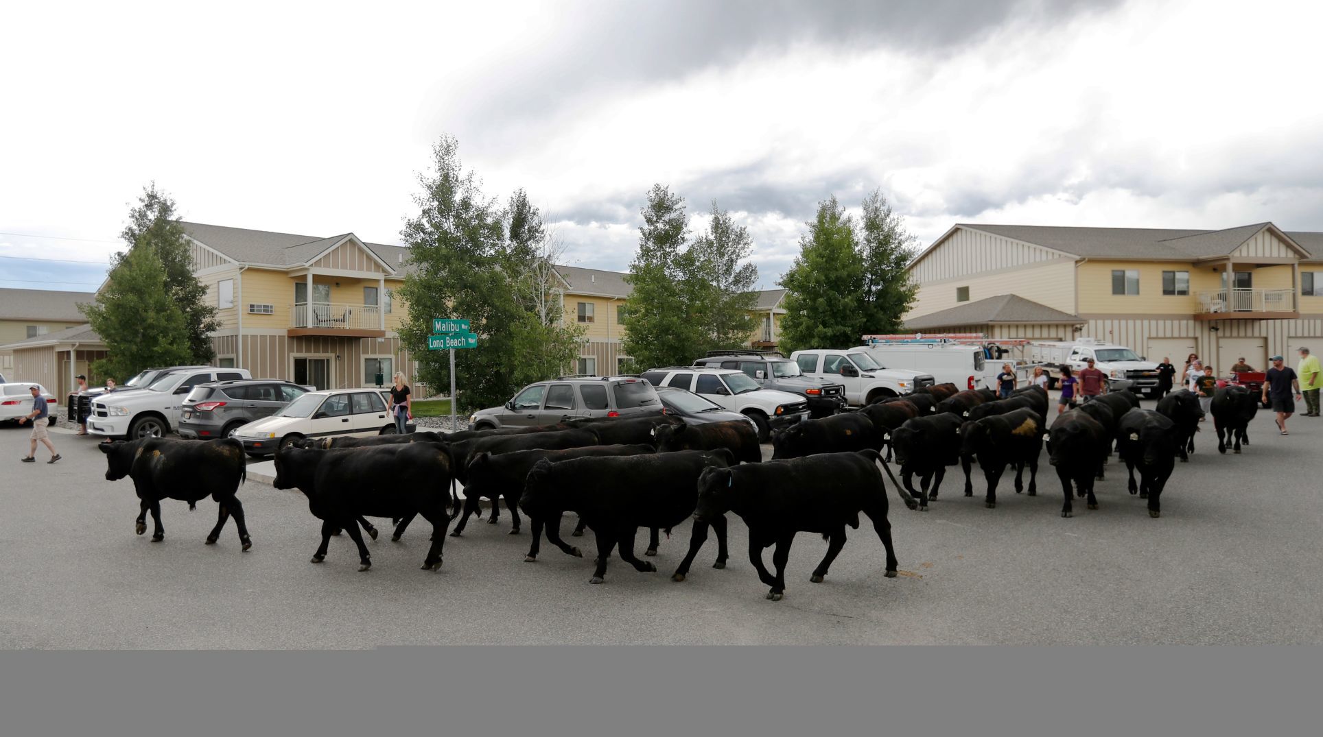 Bulls on the loose
